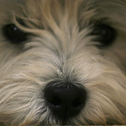 犬
